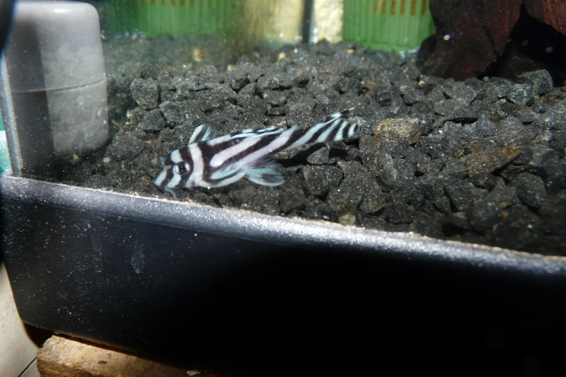 Hypancistrus zebra - Página 3 P1020156