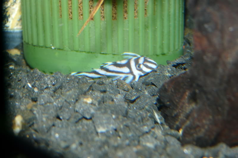 Hypancistrus zebra - Página 3 P1020158