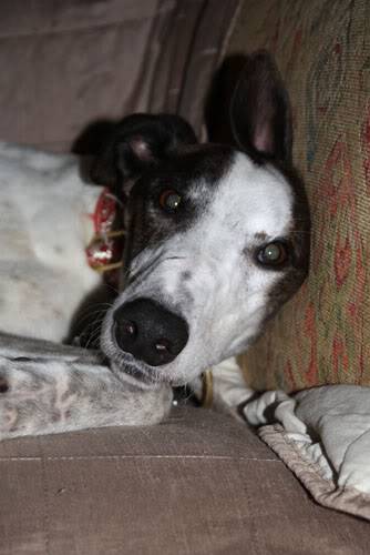 Dilly ~ Special Boy Needs a Loving Forever Home – 5yo White/Brindle Greyhound Dilly5