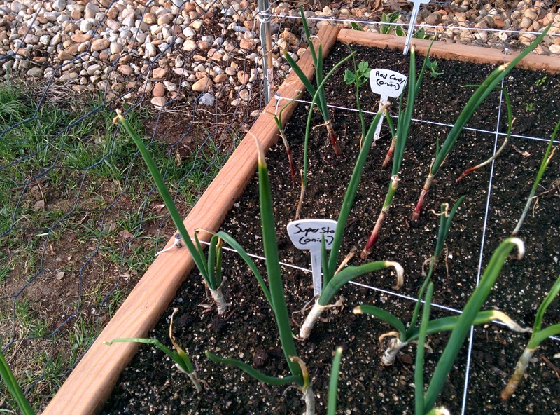 Onion Leaves Yellowing and Wilting....HELP IMG_20150417_181107_zpsh8my73sk