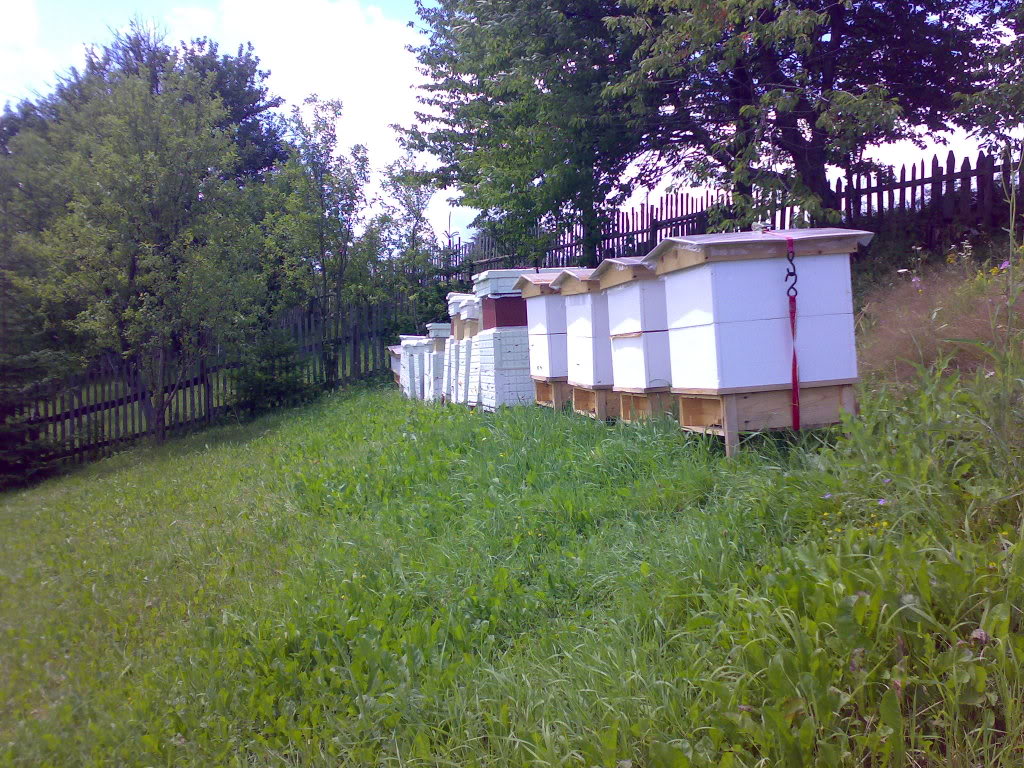 Kako pčelarite 12072009481