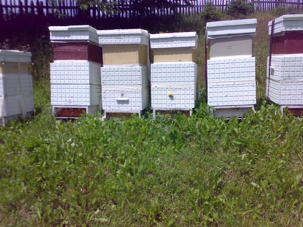 Kako pčelarite 12072009482