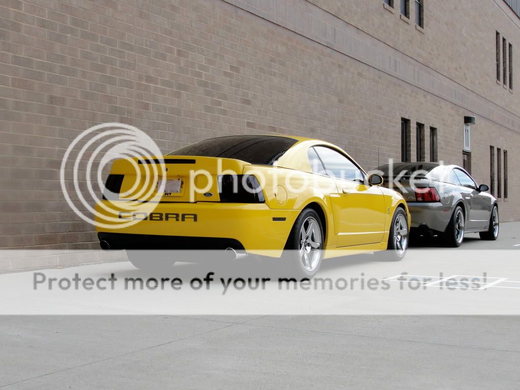 **Stang of the Month - Nov 09 - 6SPD04COBRA ** DSC00502