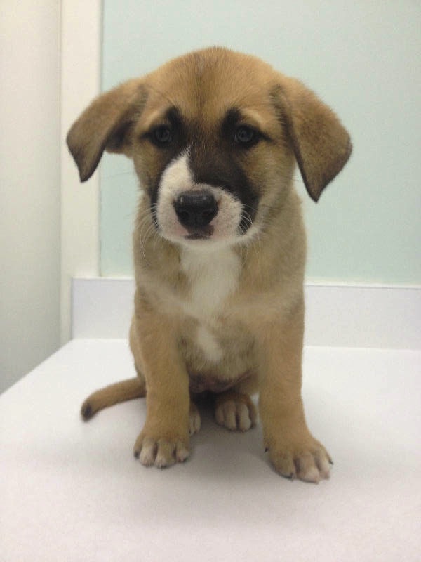 german shepherd cross staffy puppies