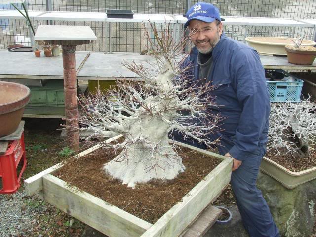 Centro bonsai tenerife en JAPÓN - Página 20 Terreno41