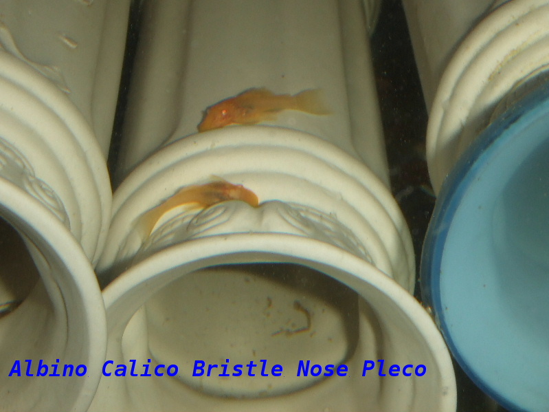 Albino Calico Bristle Nose Pleco 2013_05270037