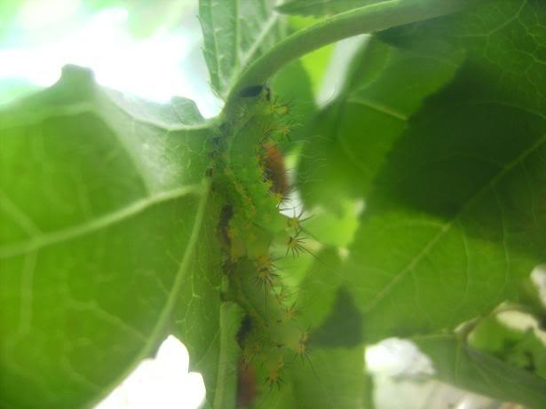 Actias Sinensis y Actias ningpoana Ninpo