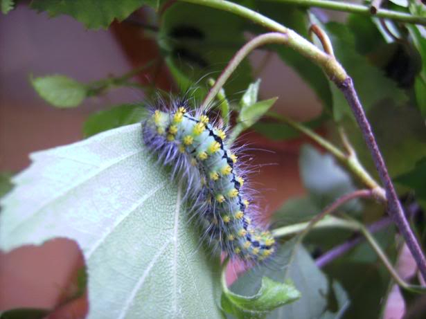 saturnia pavonia Pavonia