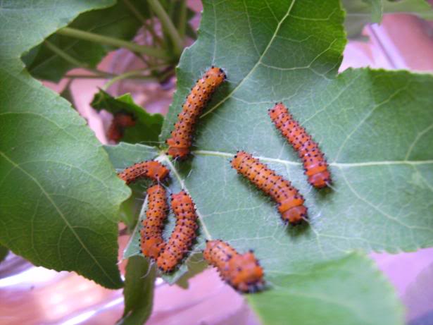 Actias Sinensis y Actias ningpoana Selene1