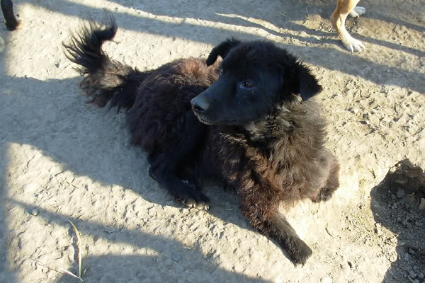 Appel aux dons pour 270 chiens au Refuge de BELLA en Serbie DSCN6156web