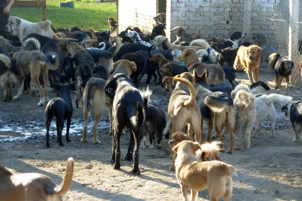 Appel aux dons pour 270 chiens au Refuge de BELLA en Serbie DSCN6164web