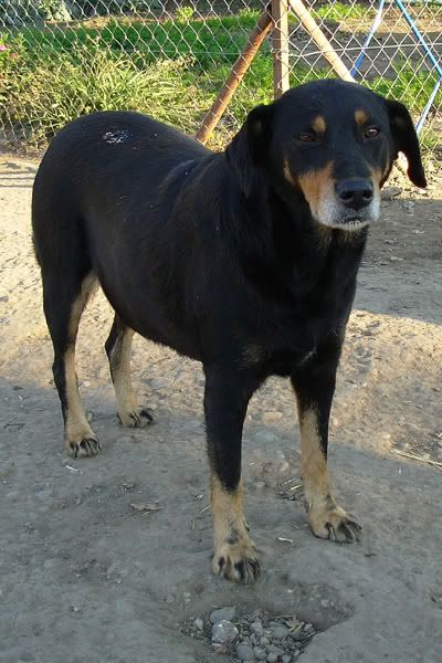 Appel aux dons pour 270 chiens au Refuge de BELLA en Serbie DSCN6192web