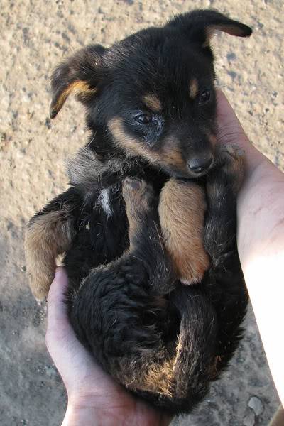 Appel aux dons pour 270 chiens au Refuge de BELLA en Serbie IMG_2006web