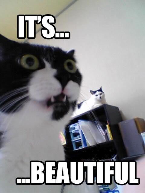 Post LOLcats here Its-beautiful