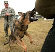 Random images topic 180px-Dog_attack_USAF