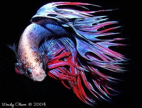 Random images topic Betta_splendens_14