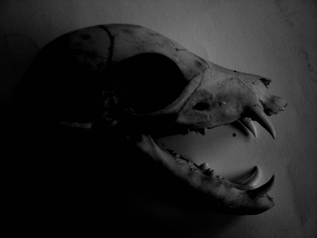 Random images topic PiggySkull