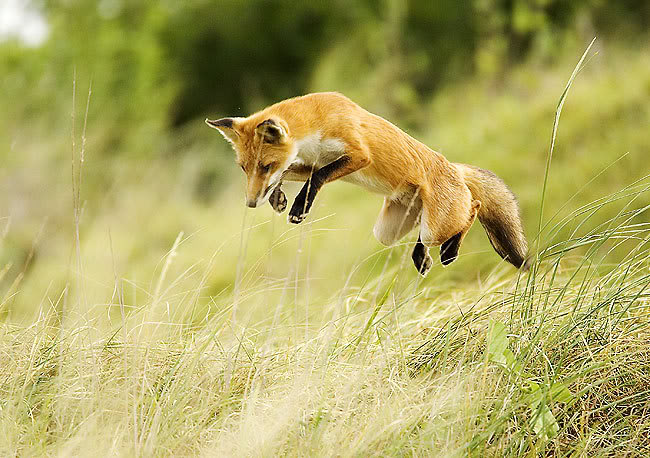 Random images topic Red-Fox-