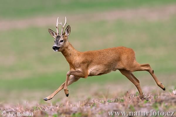 Random images topic Roe-deer-5220