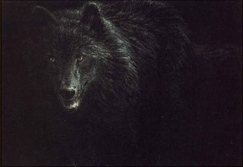 Random images topic Seerey-lester_-_black_wolf