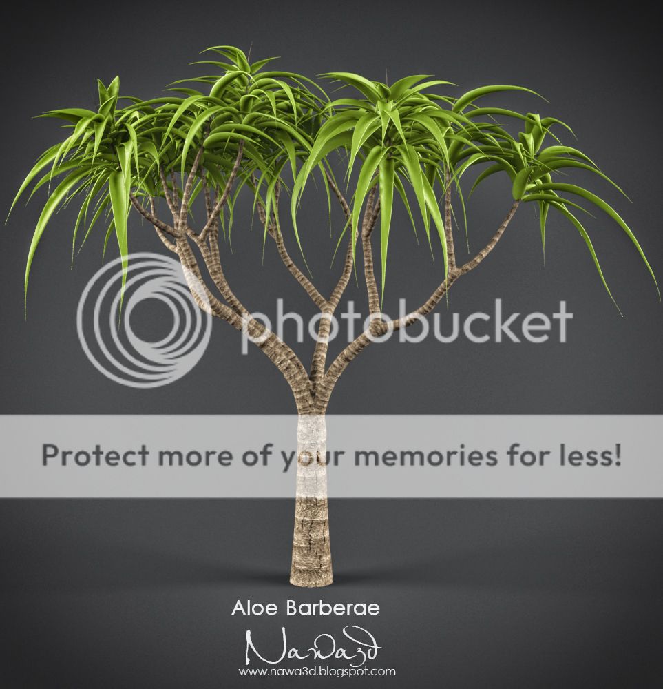 Aloe Barberae 3D Model Aloebarberae_zpscb6c9eaf