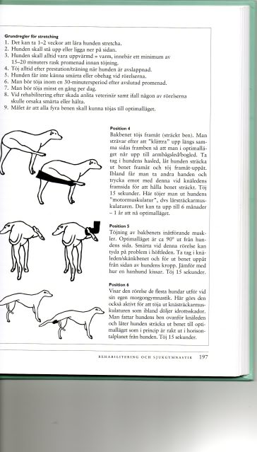 Stretching og hundemassasje Img028
