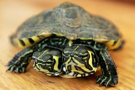 9 Hewan Teraneh di Dunia A96811_a506_turtle