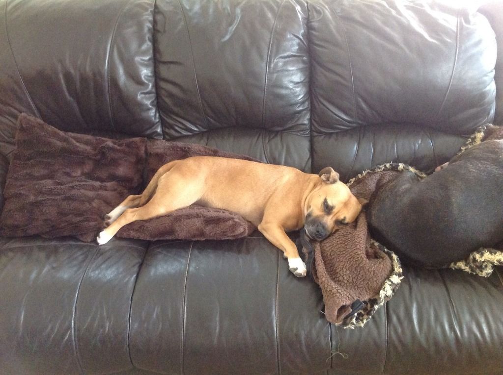 Two tired pups Image.jpg1_zpsikdp3m8a