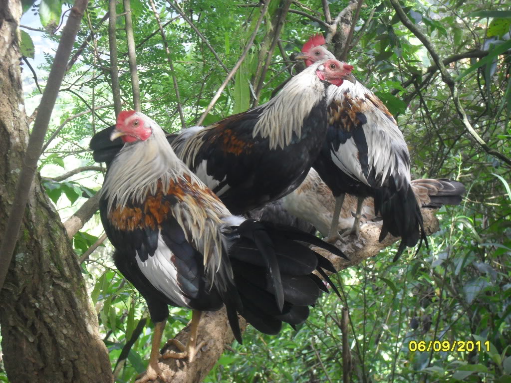 ANIMALES DE CHEVASQUEZ SDC10279