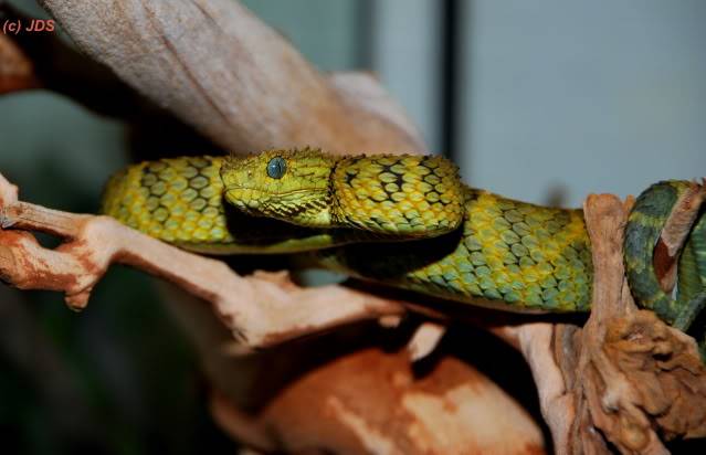 Atheris squamigera Asquam1