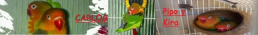 miss o mister mascota del verano aviario cocqui - Pgina 3 Dibujo-1