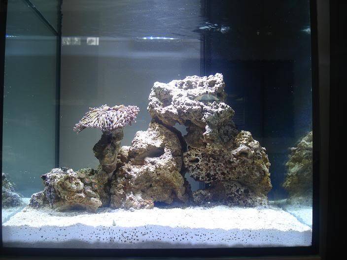 New Elos system mini owner; first timer! TorchcoralFTS