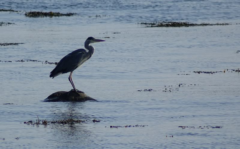 Grey Heron. 040-4