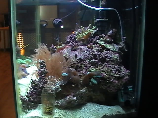 30 gal long reef tank Mytank2-2510008