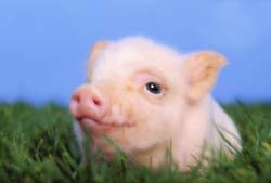 Cute Animal Tournament Round 2.5: Horse v Pig Baby_pig-738048