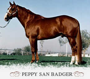 quarter horse - Pagina 2 PeppySanBadger-KingRanch1