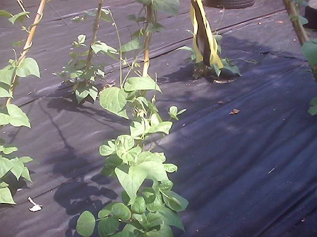 Our Veggie Garden PoleBeans