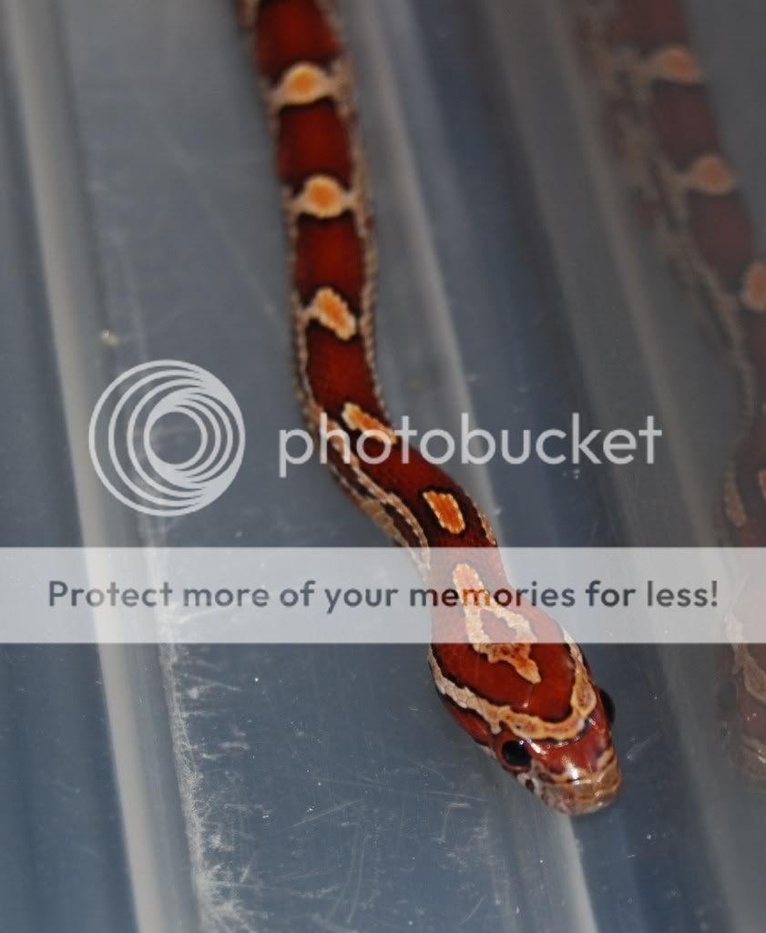 Another corn snake from sandy!! DSC_0049