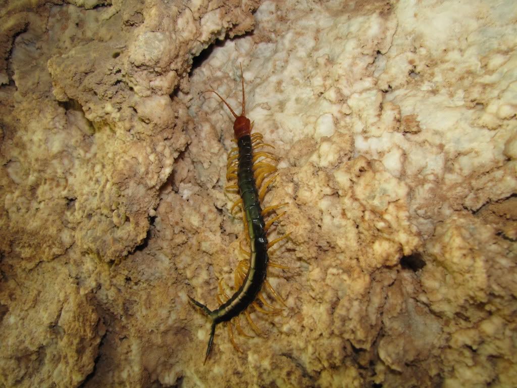 Gloss Mountain and Alabaster Caverns State Park Herps and Inverts 5/28 - 5/29/2010 AlabasterCaverns5-28and5-29-2010101