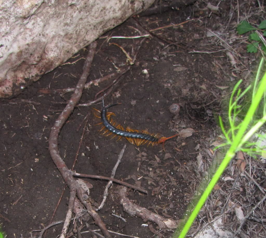 Scolopendra heros in the field Scolopendraheroscloseup