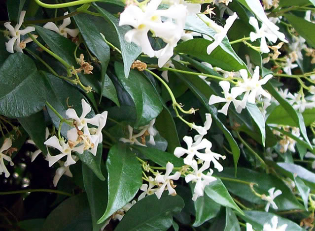 GELSOMINO       - Pagina 2 Trachelosperumjasminoides