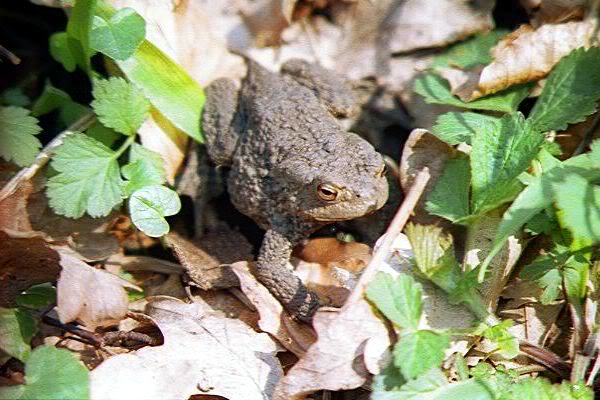 OSPITI IN GIARDINO: PARASSITI E ANIMALETTI - Pagina 4 Rospo