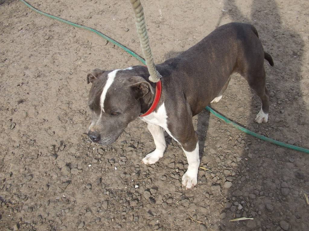 Stunning, calm staffie lad DSCF1694