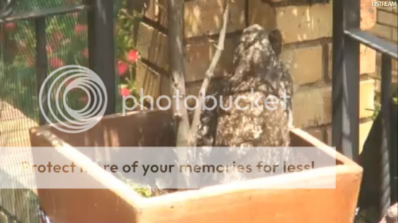 PPO  (Potted Plant Owl) Spotted Eagle Owl  (2 Owlets ) Eggshellat552amedt