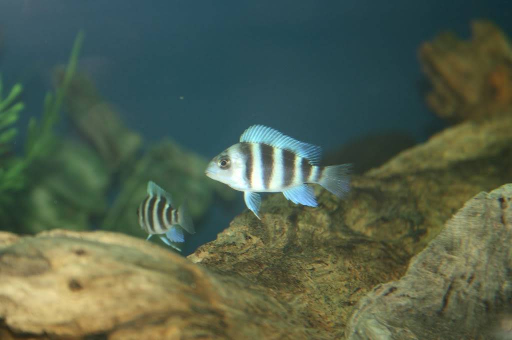 Ikola or Mpimbwe Gibberosa Fish2007