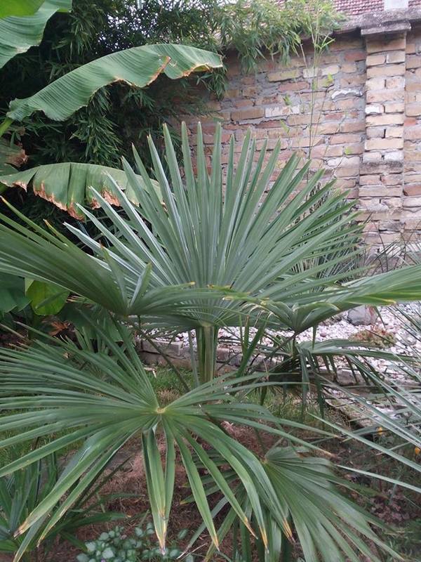 Trachycarpus takil - Stránka 2 14039995_682072928607231_3496847425371774477_n_zpswf10nsbm