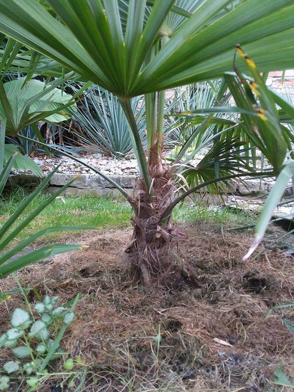 Trachycarpus takil - Stránka 2 14054193_682072725273918_2705869140012473487_n_zpspmdgw9ox