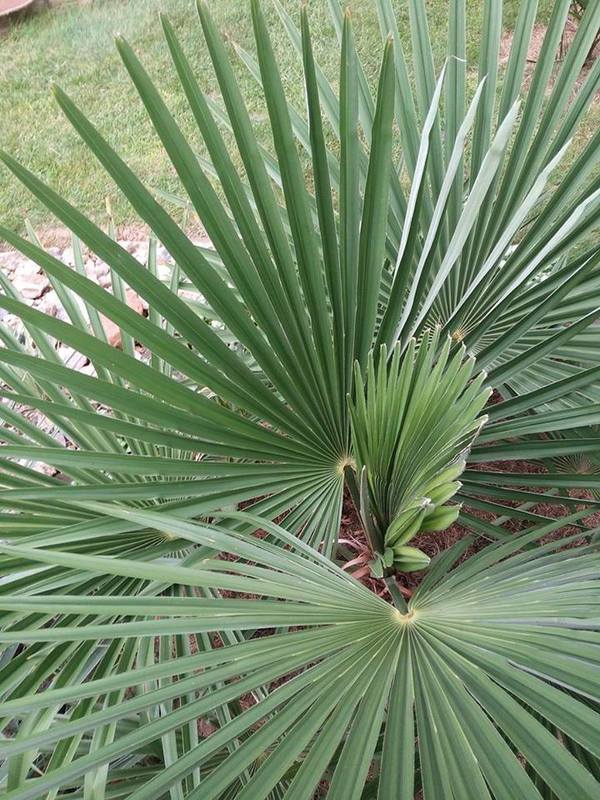 Trachycarpus takil - Stránka 2 14064184_682073338607190_4915687497468303323_n_zpsty6ijc8z