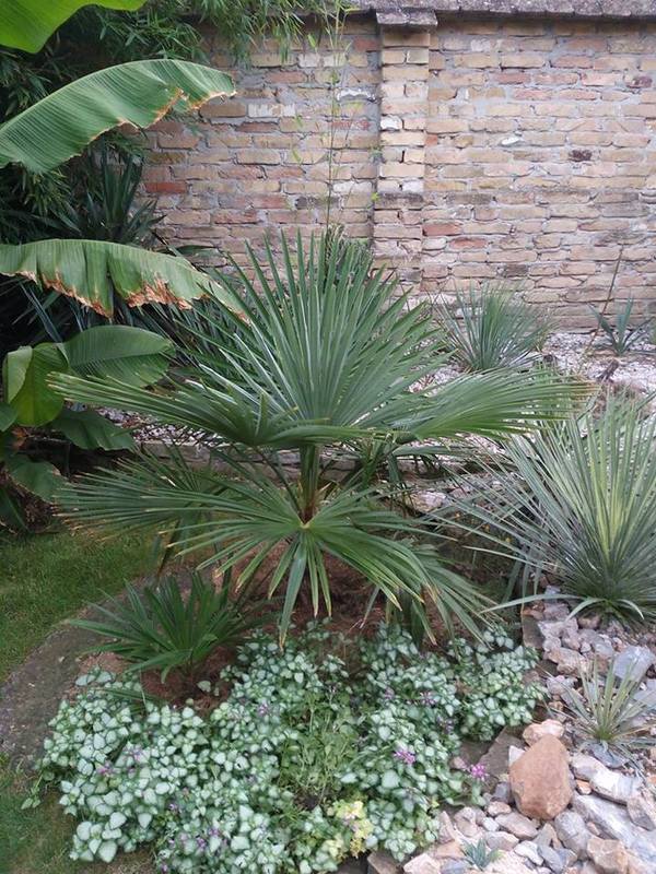 Trachycarpus takil - Stránka 2 14088461_682073085273882_6576121610503403912_n_zpstuhqnfdl