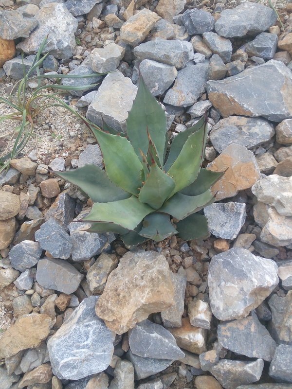 Mrazuodolné agave - rod Agave - Stránka 2 IMG_20160529_182229_zpso6p2ds5z